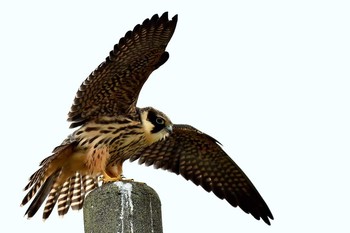 Eurasian Hobby 北海道 Unknown Date