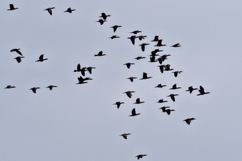 カワウ 水元公園 2023年11月23日(木)