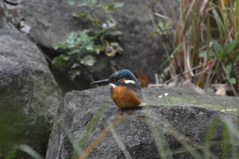 Common Kingfisher 四季の森公園(横浜市緑区) Sat, 11/25/2023