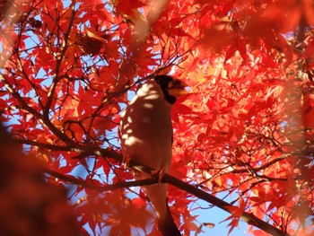 Japanese Grosbeak 愛知県緑化センター 昭和の森 Sat, 12/23/2023