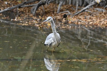 Grey Heron 和田堀公園 Sun, 11/26/2023