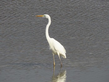 Great Egret Izunuma Fri, 11/24/2023