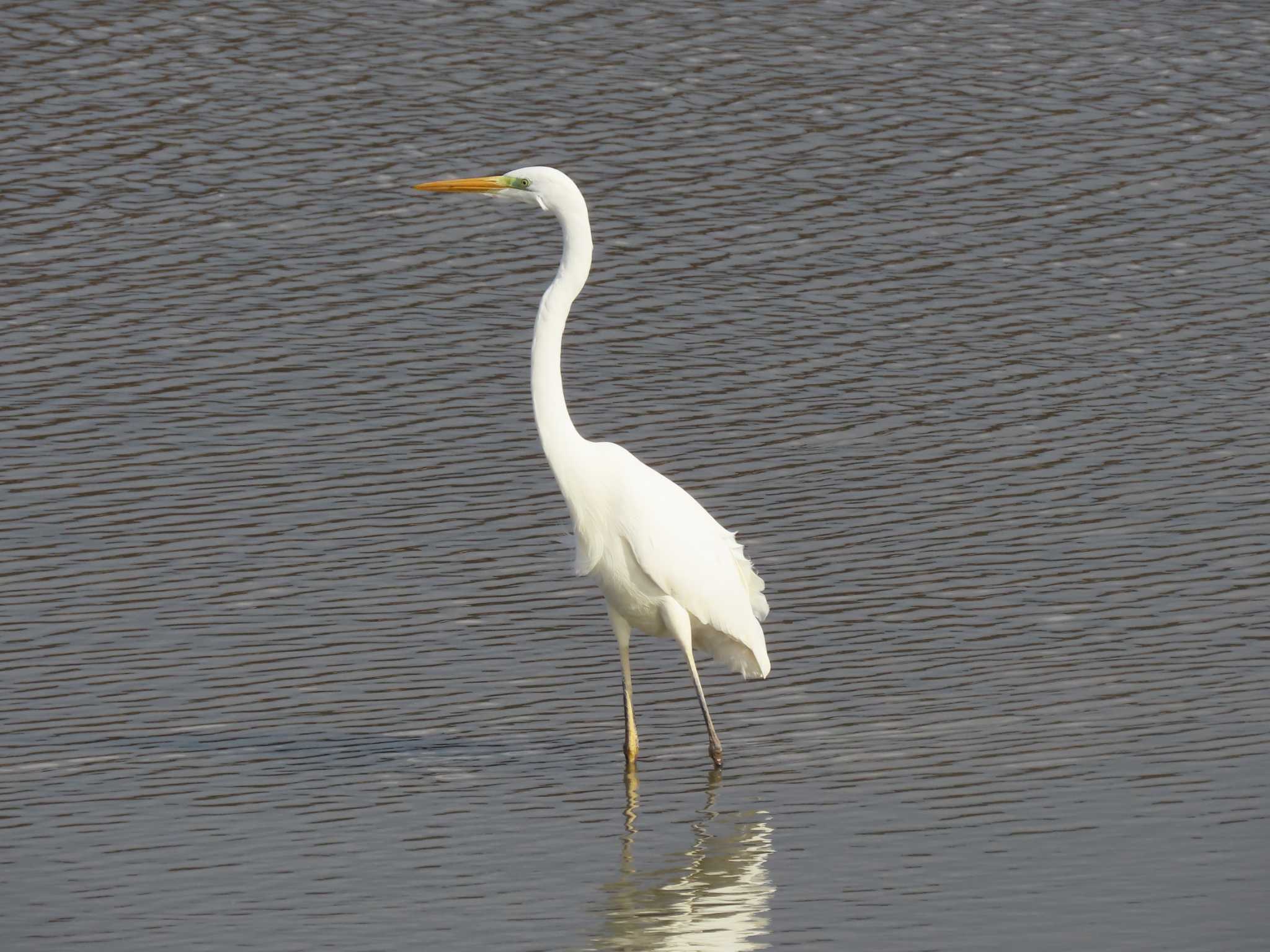 Great Egret