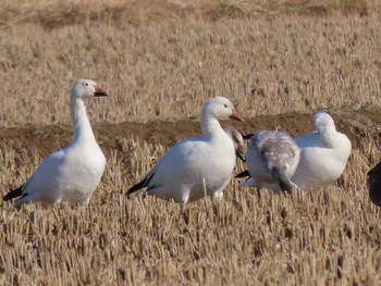 Snow Goose Izunuma Fri, 11/24/2023