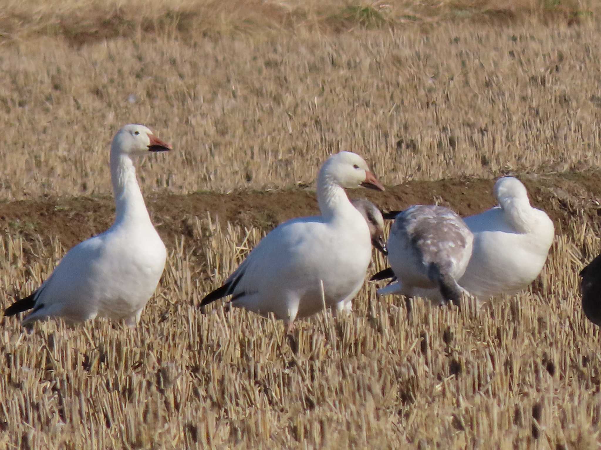 Snow Goose