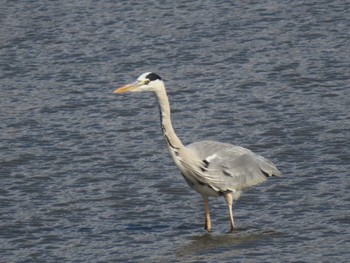 Grey Heron Izunuma Fri, 11/24/2023