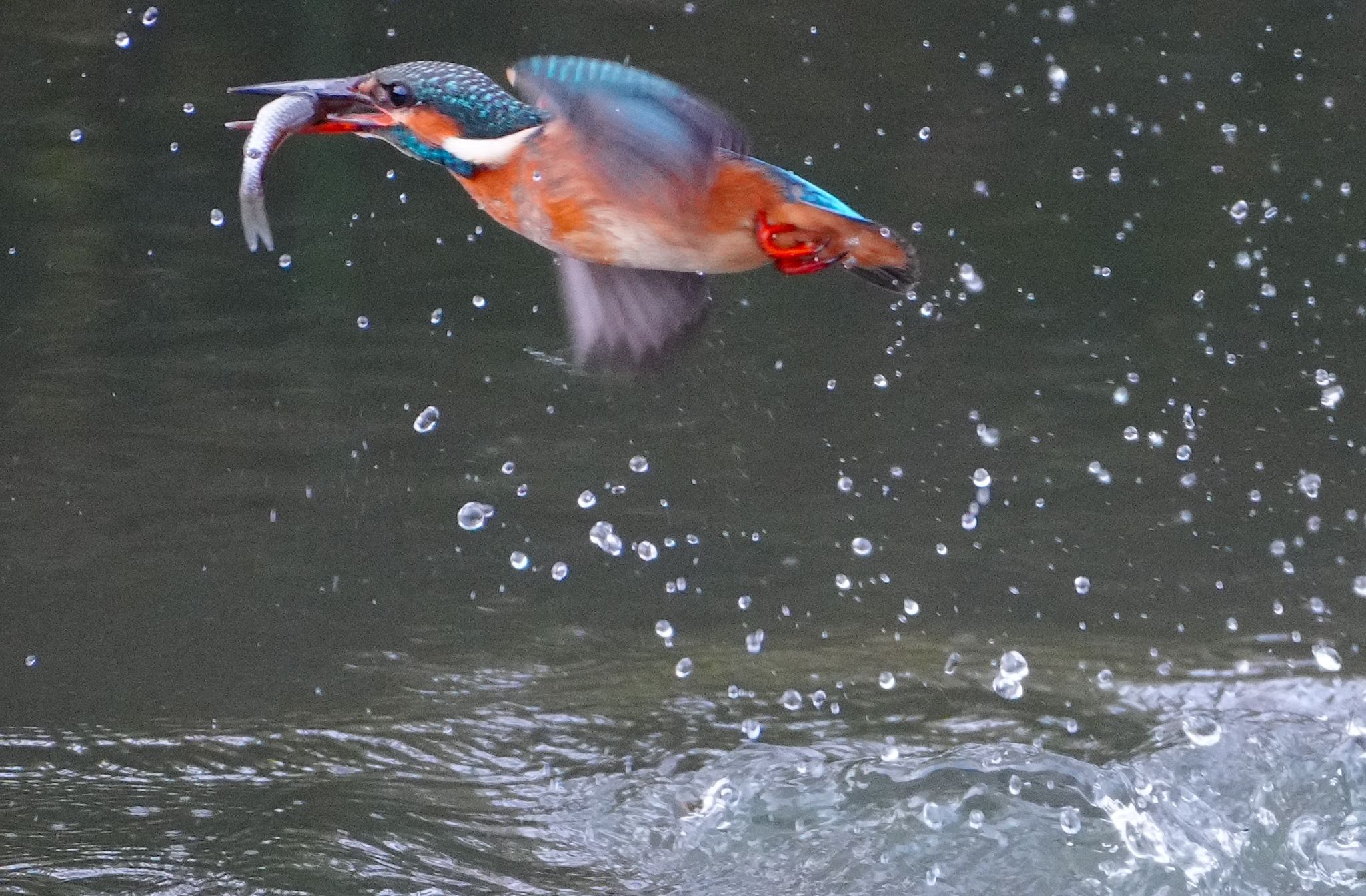 Common Kingfisher