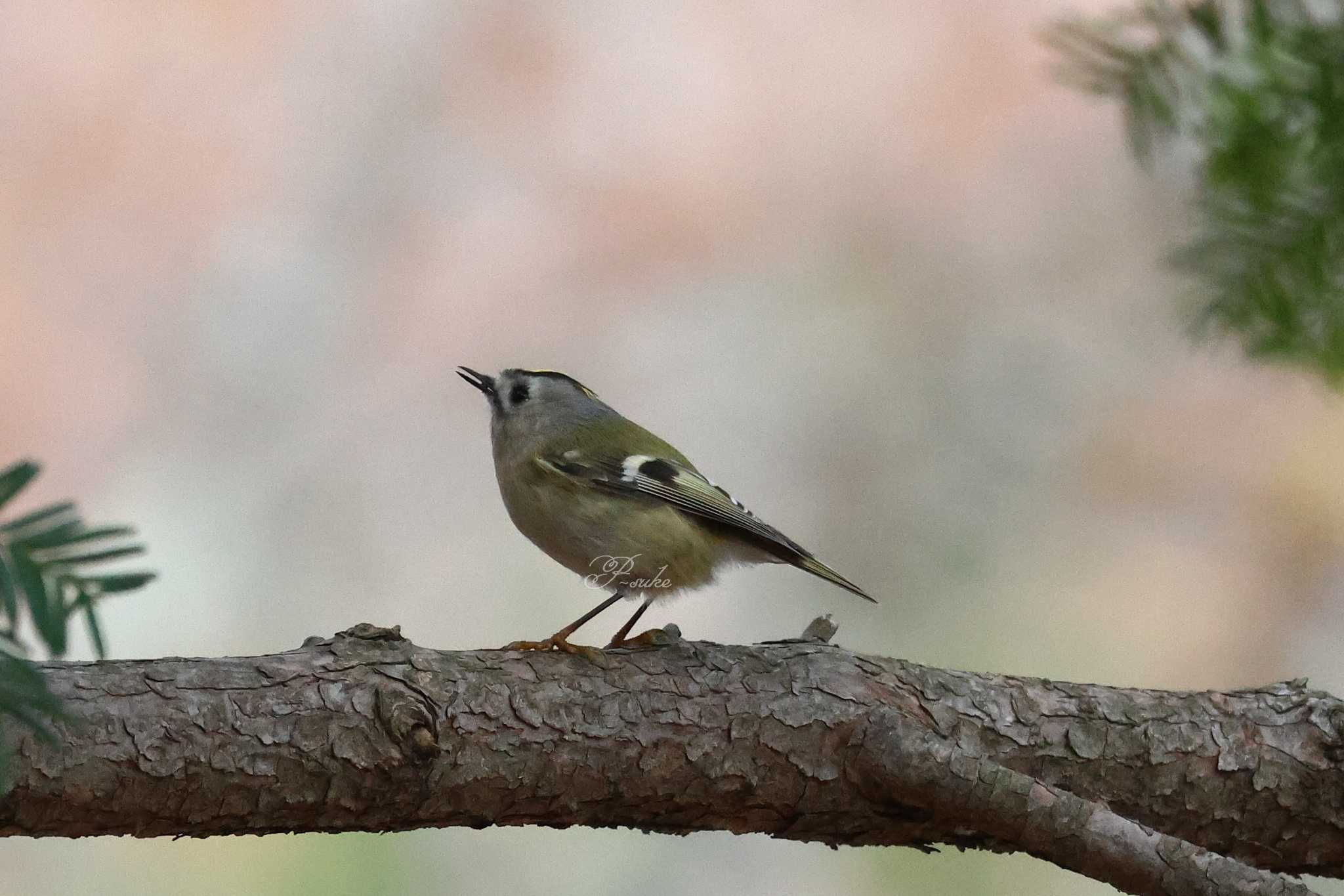 埼玉県民の森 キクイタダキの写真 by ピースケ