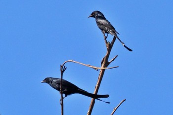 Black Drongo ネパール Sun, 11/19/2023