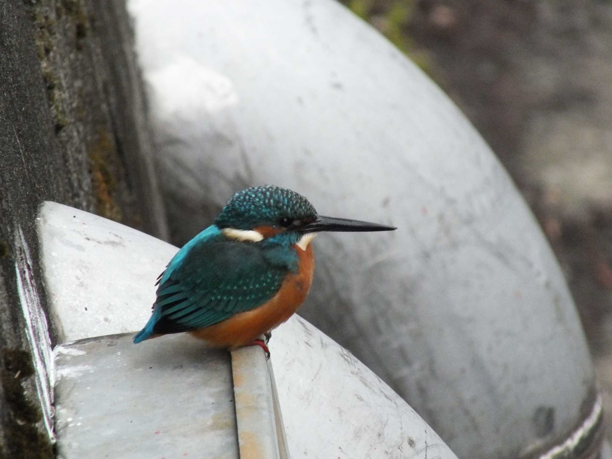 Photo of Common Kingfisher at 善福寺川 by たむやま