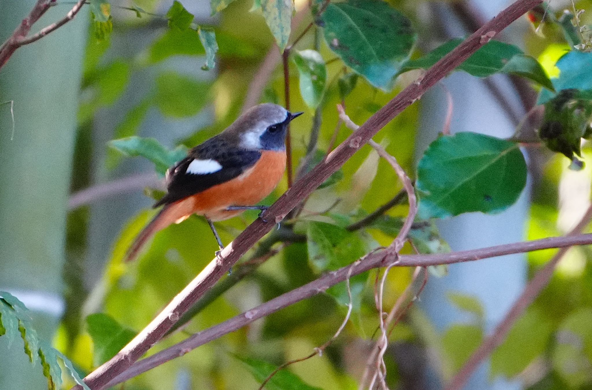 Daurian Redstart