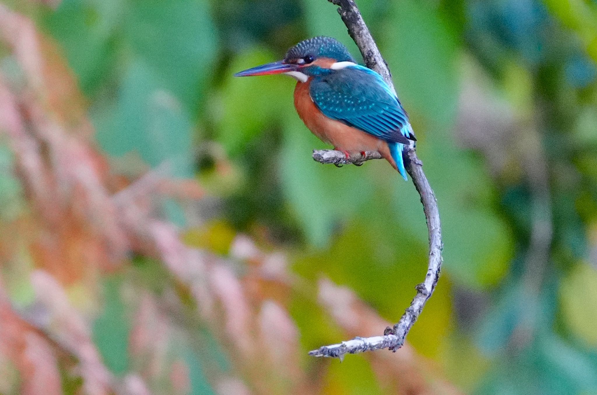 Common Kingfisher