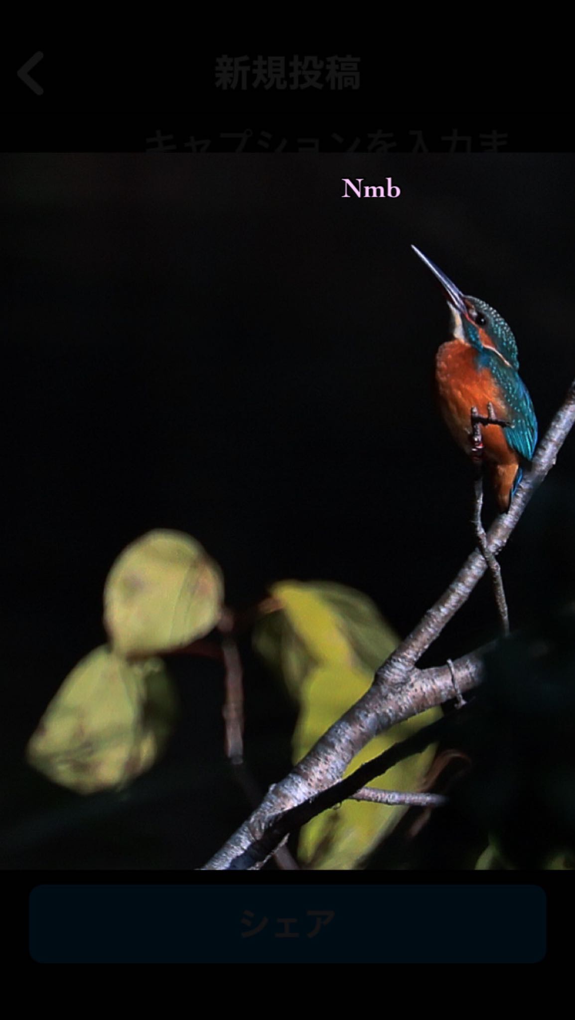 Photo of Common Kingfisher at  by soul.number.358