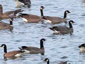 Cackling Goose Kejonuma Swamp Sun, 11/26/2023