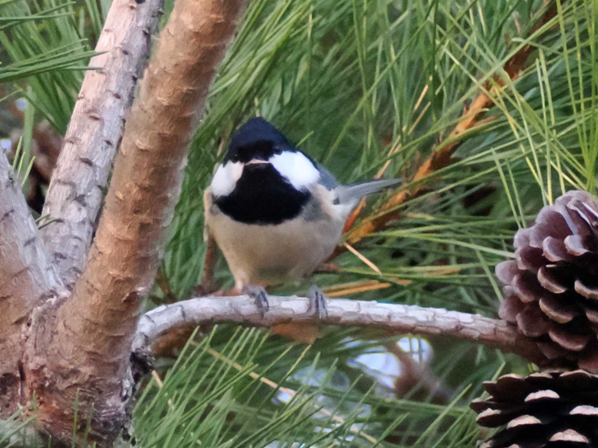 Photo of Coal Tit at Kejonuma Swamp by ぴーさん