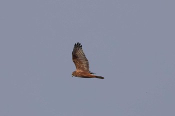 2023年11月24日(金) 妙岐ノ鼻の野鳥観察記録