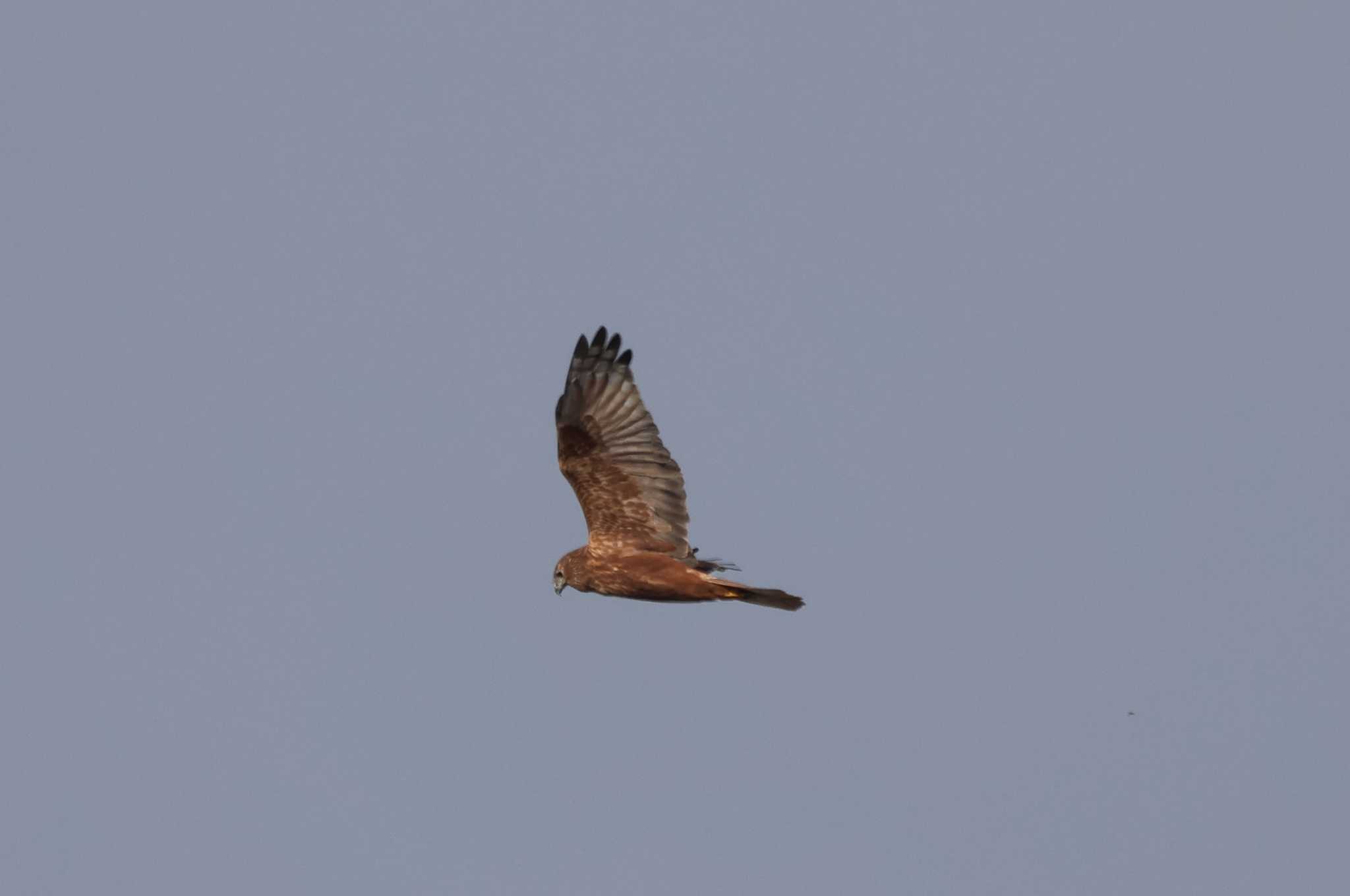 Photo of Eastern Marsh Harrier at 妙岐ノ鼻 by ひろ