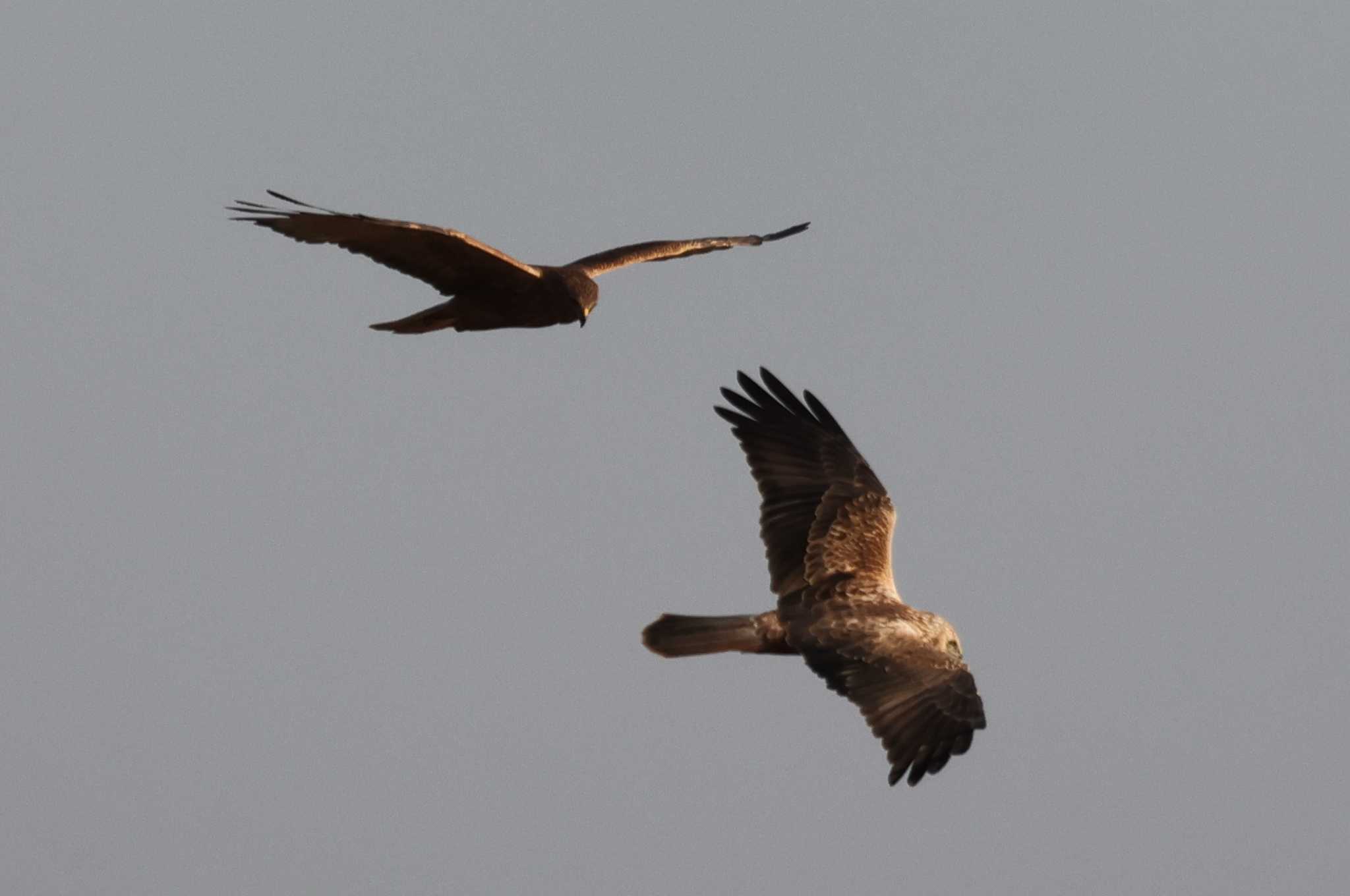 Photo of Eastern Marsh Harrier at 妙岐ノ鼻 by ひろ