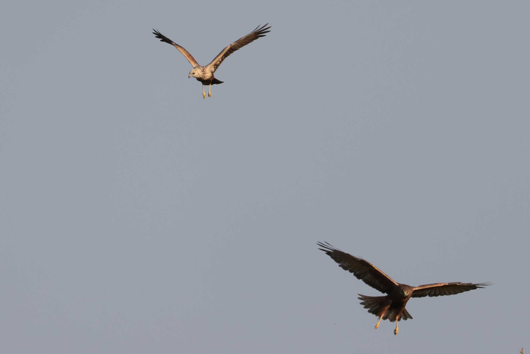 Photo of Eastern Marsh Harrier at 妙岐ノ鼻 by ひろ