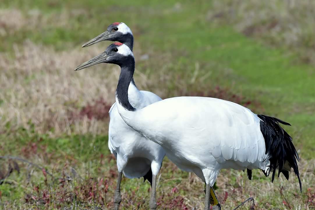 Red-crowned Crane