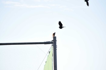 Eurasian Goshawk 恩智川治水緑地 Sun, 11/26/2023