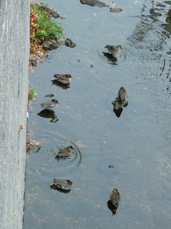 2023年11月26日(日) 妙正寺川の野鳥観察記録