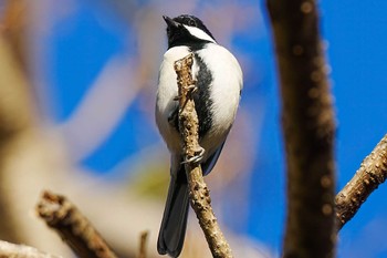 2023年11月25日(土) 八ッ面山(愛知県 西尾市)の野鳥観察記録