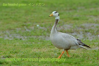 Bar-headed Goose