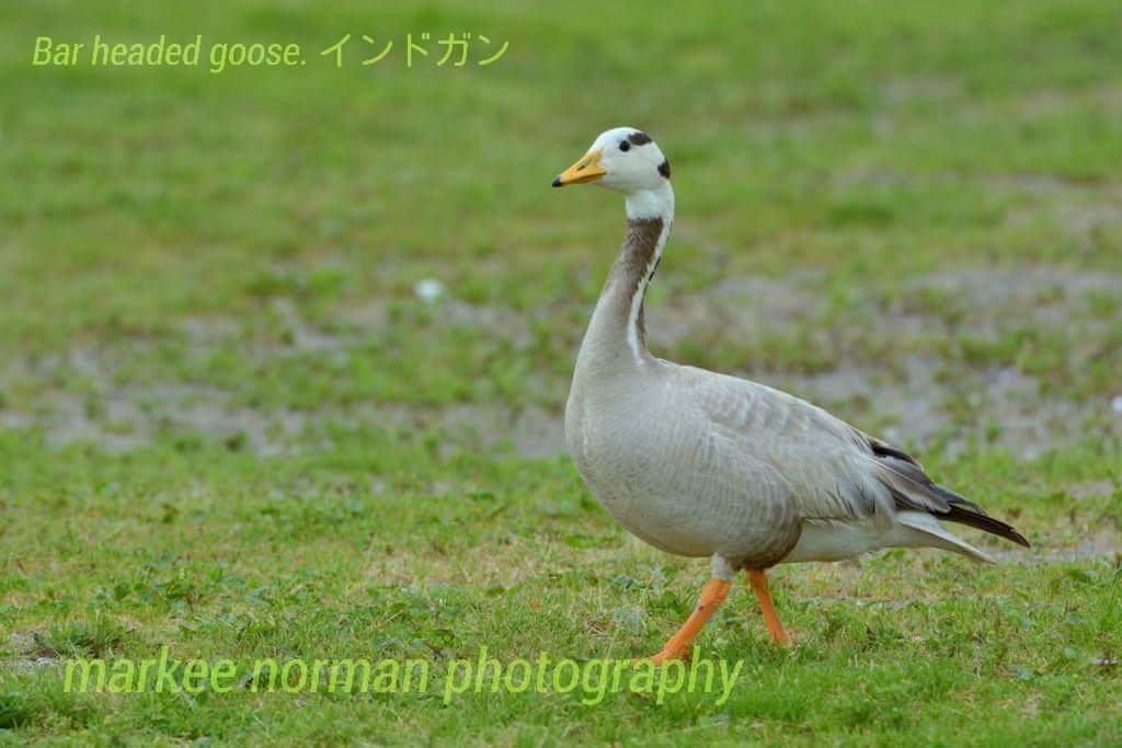 インドガン