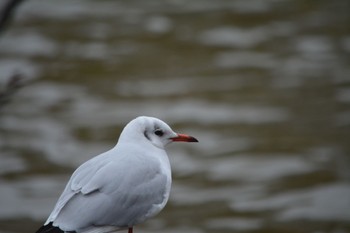 Black-headed Gull Shinobazunoike Sun, 11/26/2023