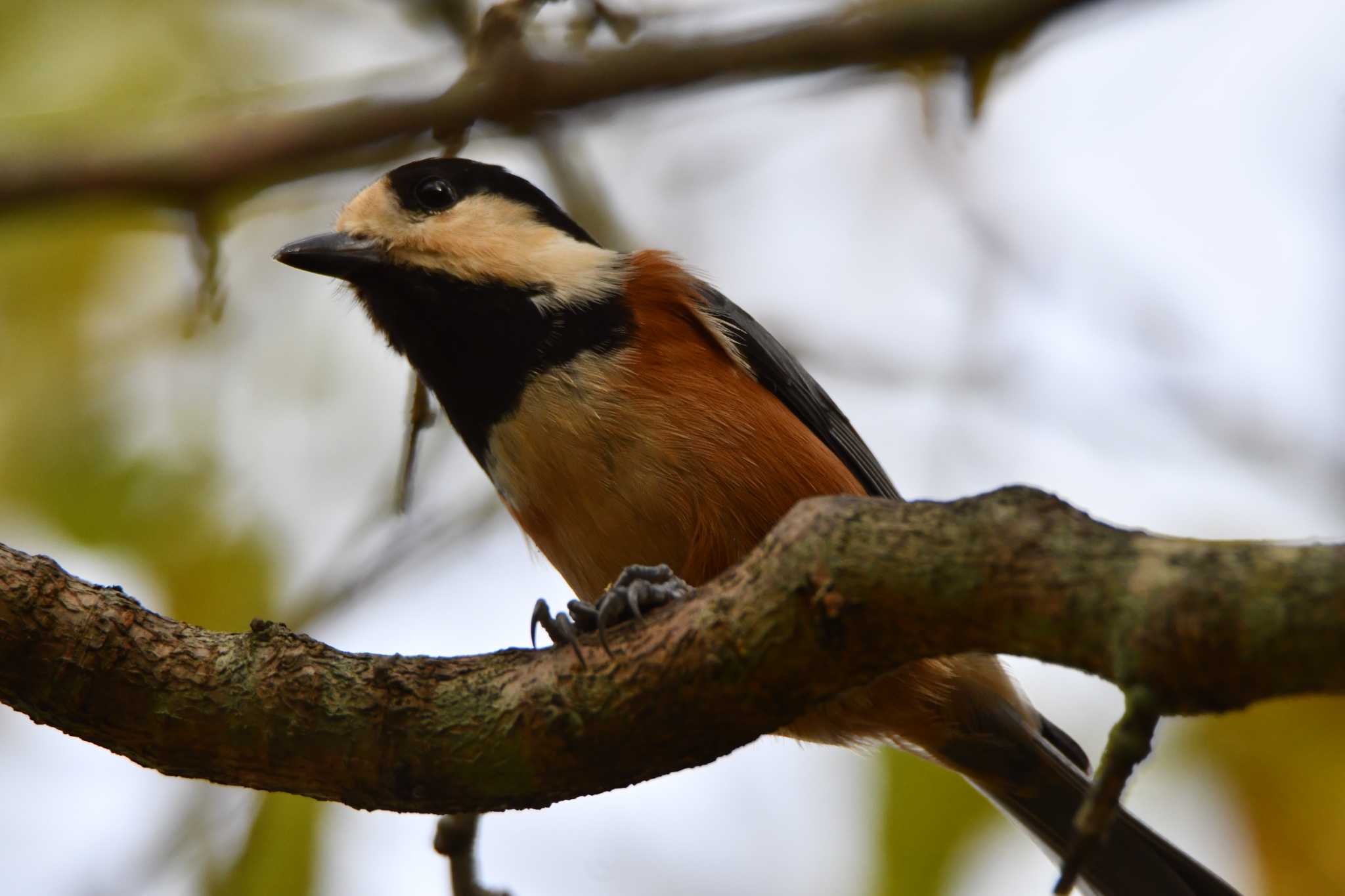 Photo of Varied Tit at Kitamoto Nature Observation Park by のぶ