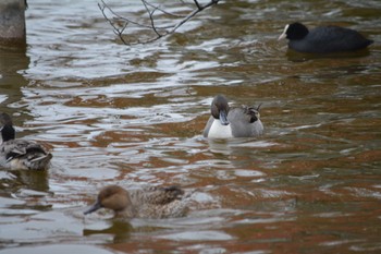 Northern Pintail Shinobazunoike Sun, 11/26/2023