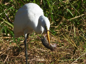 Great Egret(modesta)  竹富島 Wed, 11/22/2023