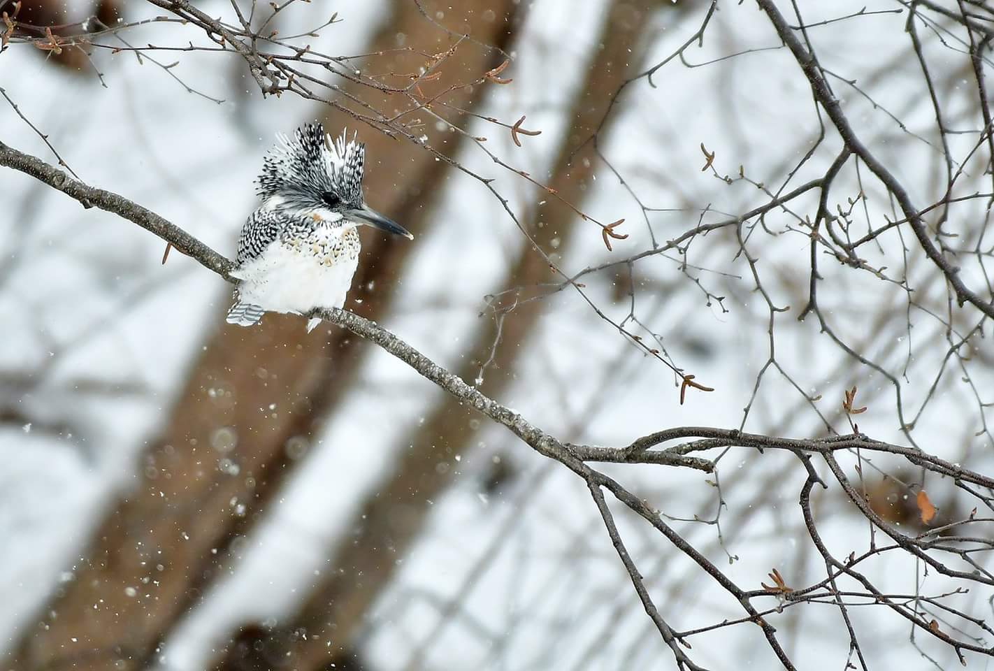 Crested Kingfisher