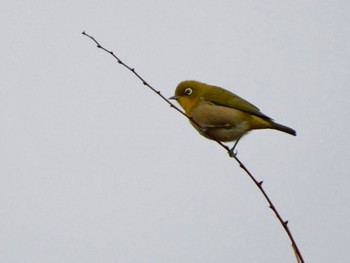 メジロ 東京港野鳥公園 2023年11月25日(土)