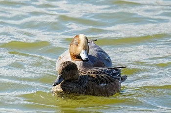 2023年11月25日(土) 竹村新池公園(豊田市)の野鳥観察記録