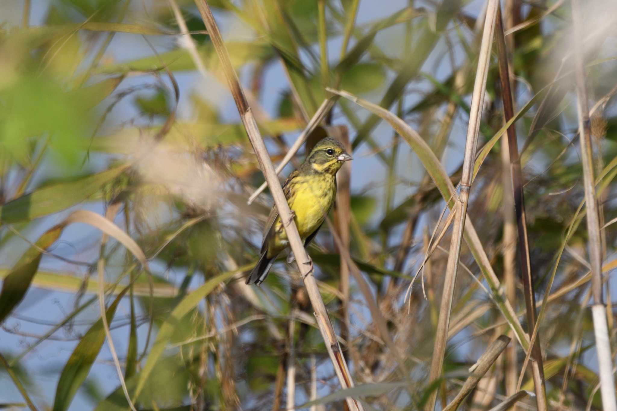 Photo of Masked Bunting at Watarase Yusuichi (Wetland) by すずめのお宿