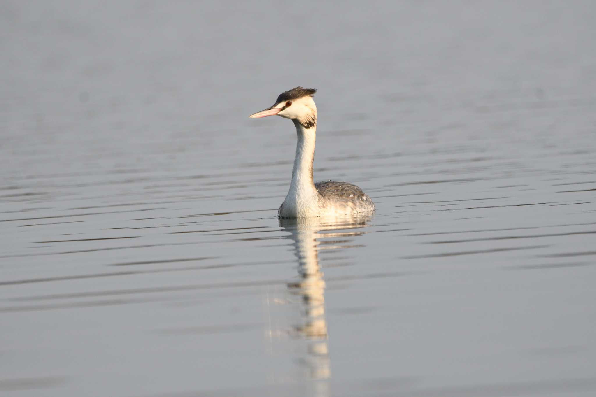 Photo of Great Crested Grebe at Watarase Yusuichi (Wetland) by すずめのお宿