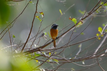 Sun, 11/5/2023 Birding report at Watarase Yusuichi (Wetland)