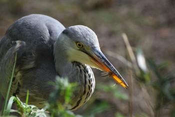 Grey Heron ＭＦ Sat, 11/25/2023