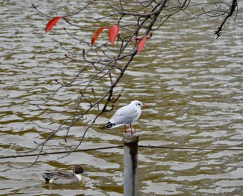 Black-headed Gull Shinobazunoike Sun, 11/26/2023