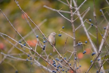 Daurian Redstart 各務野自然遺産の森 Sat, 11/25/2023