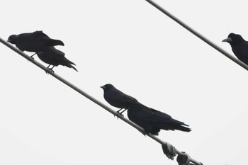 Daurian Jackdaw Watarase Yusuichi (Wetland) Sun, 11/5/2023