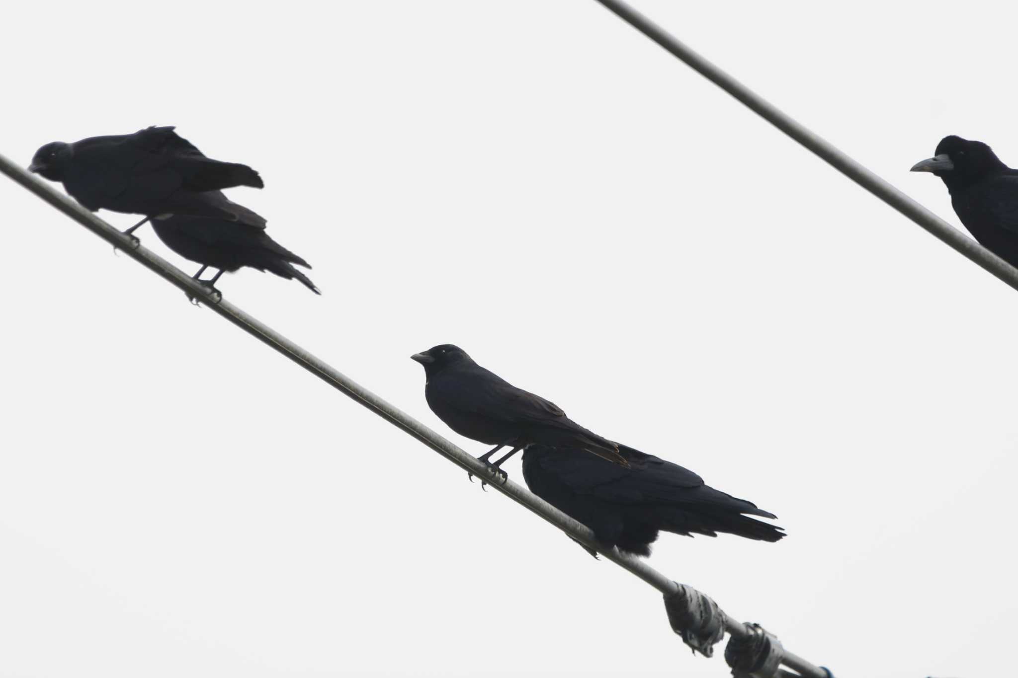 Photo of Daurian Jackdaw at Watarase Yusuichi (Wetland) by すずめのお宿