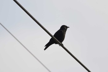 Daurian Jackdaw Watarase Yusuichi (Wetland) Sun, 11/5/2023