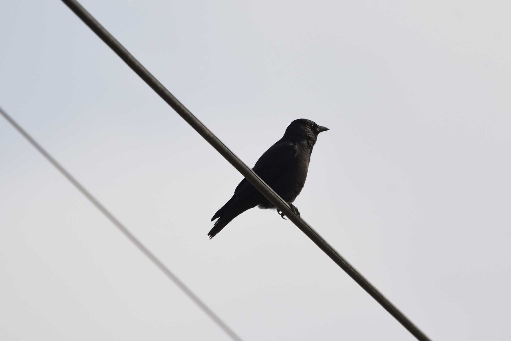 Photo of Daurian Jackdaw at Watarase Yusuichi (Wetland) by すずめのお宿