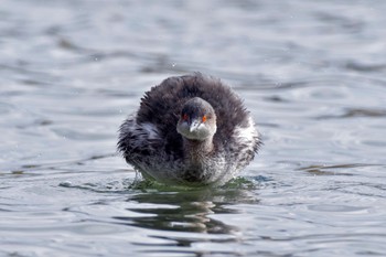 2023年11月25日(土) 葛西臨海公園の野鳥観察記録