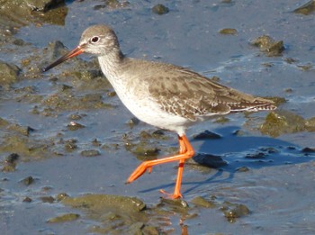 2023年11月26日(日) 東糸根遊水池の野鳥観察記録