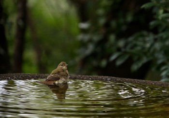 キビタキ 権現山(弘法山公園) 2018年10月7日(日)