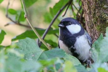 Japanese Tit 静岡県川根 Sun, 11/26/2023